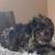 Golden doodle 2 thumbnail