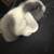 Holland lop bunnie 2 thumbnail