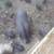 Mini potbelly pigs 1 thumbnail