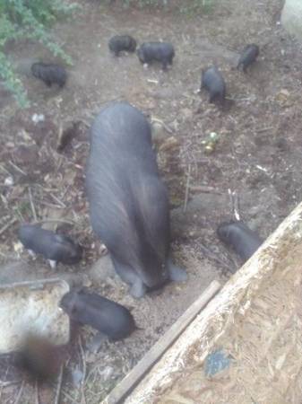 Mini potbelly pigs 1