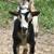 Lamancha does, buck and togenburg doe 3 thumbnail