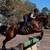 7 yo TB Gelding 16.2 OTTB best on ground and in saddle $5000 2 thumbnail