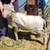Lambs--1 Ram and 4 Ewes 1 thumbnail