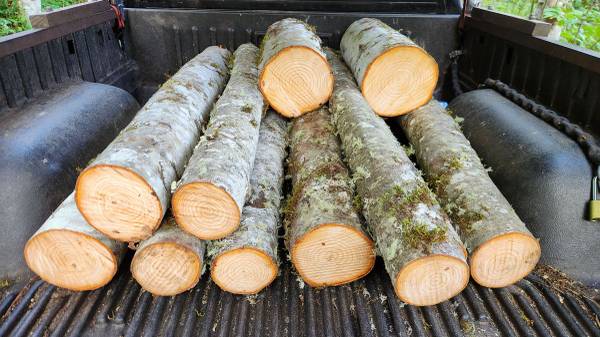 Mushroom Growing Logs 1