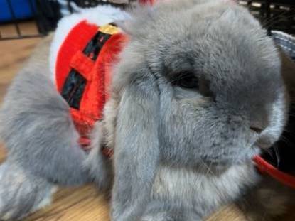 Holland lop bunny