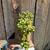Dwarf Jade Cascade Bonsai 1 thumbnail