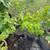 Fig Trees, Windmill Palm, Fruit trees, flower bushes and more plants 9 thumbnail