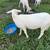 Ewe lamb 1 thumbnail