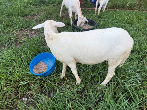 Ewe lamb 1
