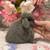 Holland lop 11 thumbnail