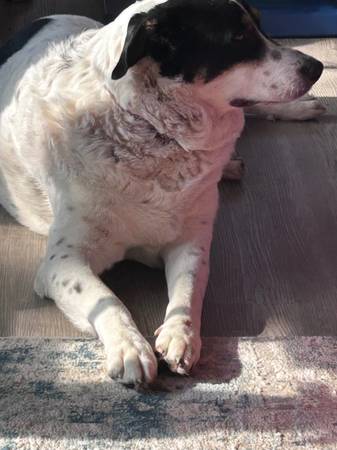 Seeking Loving Family for Sweet Cattle Dog Mix Group