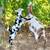 Nigerian Dwarf Does Available – Crane Hill, AL 2 thumbnail