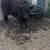 Yaks 3 thumbnail