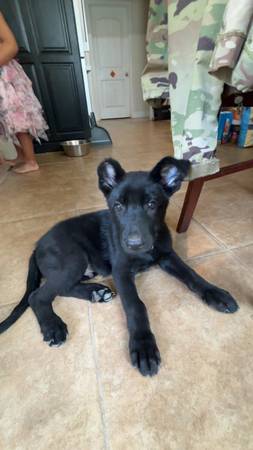 Cachorro macho (Valdosta)63978327421058122