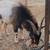 Nigerian dwarf goats 4 thumbnail