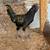 Rooster-half Ayam Cemani and half Polish 2 thumbnail