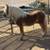Haflinger Stallion 24 thumbnail