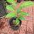Indian Jamun fruit. Java plum, black plum plant 3 thumbnail