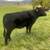 Beef Steer 1 thumbnail