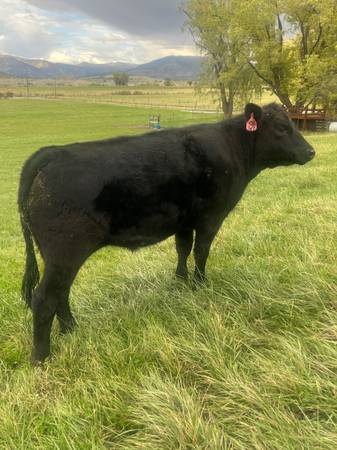 Beef Steer 1