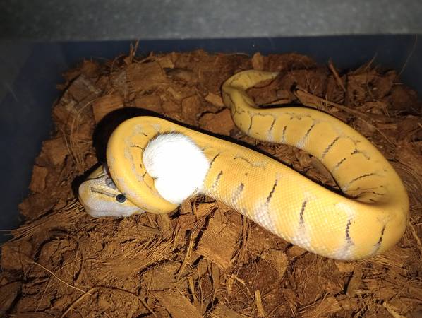 Super pastel de rayas finas, fantasma del desierto y payaso de fuego bicolor