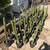 San pedro cactus 1 thumbnail