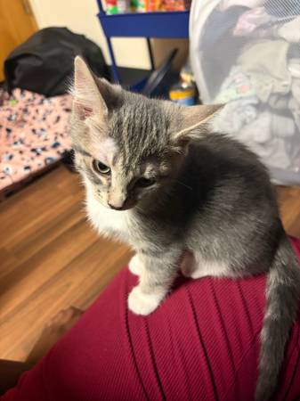 Kitten a little over 9 weeks (By University North Texas) 1