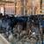 Weaned calf’s 2 thumbnail