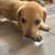 Pup for adoption. 5 thumbnail