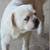 Dogs & puppies needing to rehome 7 thumbnail