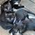 Barn kittens 1 thumbnail