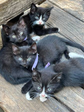 Barn kittens 1