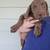 Full Blood Labradors 5 thumbnail