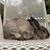 Rabbit 1 thumbnail