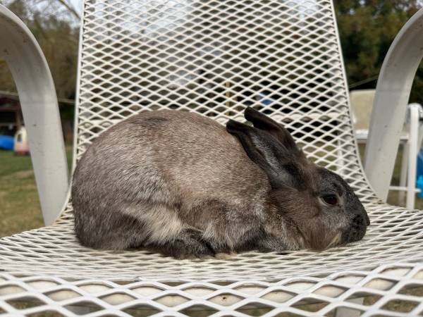 Rabbit 1