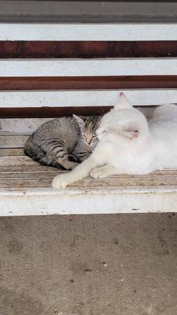 Kitten (Berryman)593305660597872644