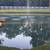 WANTED:  TAKING KOI FISH FOR 1/2 ACRE POND 2 thumbnail