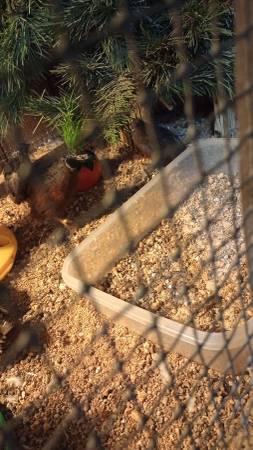 Male button quail (Monroe ia)63671573211779121