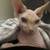 Sphynx 1 thumbnail