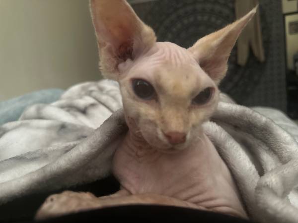 Sphynx 1
