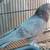 Male pigeons 1 thumbnail