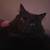 Missing Cat 1 thumbnail
