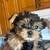 Yorkie 1 thumbnail