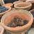 GIGANTIC Italian terracotta (terra cotta) garden planter pot 4 thumbnail