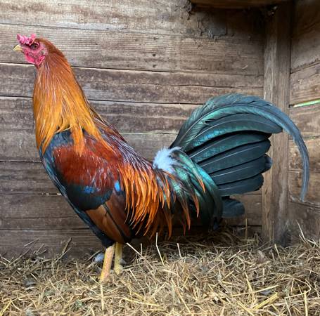 Roundhead Pair 1