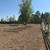 HORSE TRAINER NEEDED-EXPERIENCED IN DRESSAGE, WESTERN OR ENGLISH! 3 thumbnail