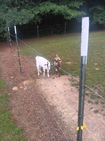 2 Billy goats 1