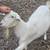 Farm animals 1 thumbnail