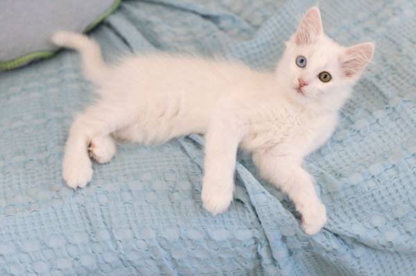 Cuddly Turkish Angora Kittens (Covina)63953679112963120