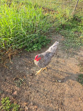 Rooster 1